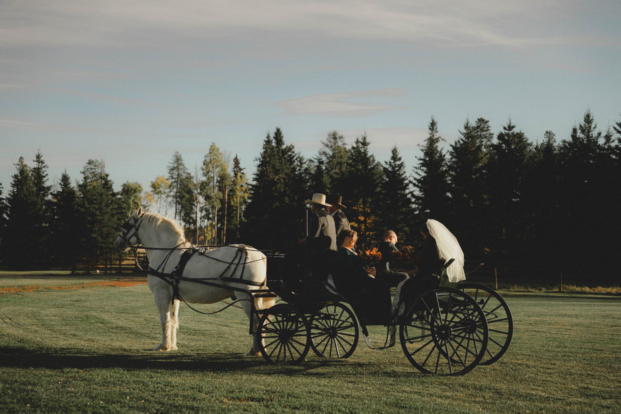 Bride in a horse and carriage in a field near Calgary